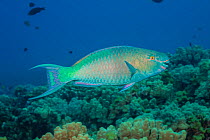 Bullethead parrotfish (Chlorurus spilurus) male, in terminal phase, over reef. Pacific Ocean, Hawaii.