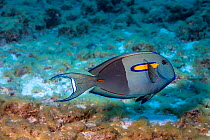 Orangeband surgeonfish (Acanthurus olivaceus) over reef, a fish that can rapidly change colour. Pacific Ocean, Hawaii.