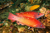 Redfin hogfish (Bodianus dictynna) pair over reef. Pacific Ocean, Philippines.