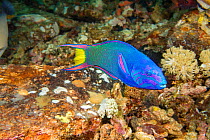 Crescent wrasse (Thalassoma lunare) male swimming over reef. Pacific Ocean, Philippines.