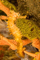 Thorny seahorse (Hippocampus histrix). Pacific Ocean, Philippines.