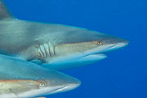 Grey reef shark (Carcharhinus amblyrhynchos), two on patrol. Yap, Micronesia.