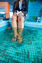 Flesh eating fish, known as doctor fish nibbling on skin cells of a psoriasis patient. In spa pool, Philippines. 2017.