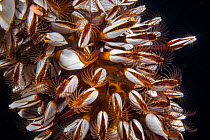 Gooseneck barnacle (Lepas anatifera) group feeding at night. Pacific Ocean, Philippines.