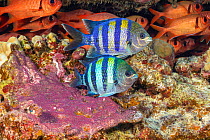 Indo-Pacific sergeant major (Abudefduf vaigiensis) pair tending egg mass in coral reef, Shoulderbar soldierfish (Myripristis kuntee) in background. Pacific Ocean, Hawaii.