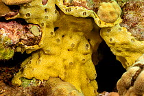 Colony of didemnid tunicates (Didemnum sp.) filter the passing sea water for nutrients, Hawaii. This is often mistaken for an encrusting sponge.