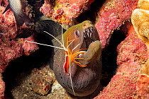 Scarlet cleaner shrimp (Lysmata amboinensis) inspects the teeth of an Undulated moray eel, (Gymnothorax undulatus), Hawaii.