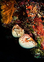 Chambered nautilus (Nautilus pompilius) Indonesia.