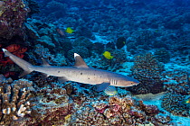 Whitetip reef sharks (Triaenodon obesus) on coral reef, Hawaii.