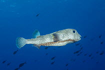 Spotted porcupinefish (Diodon hystrix) hovering, Hawaii.