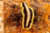 Gold rim flatworm (Pseudoceros paralaticlavus) at night, Hawaii.
