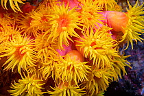 Orange cup coral (Tubastraea coccinea) close up, Philippines.