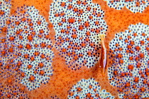 Commensal shrimp (Periclemenes soror) camouflaged on Cushion starfish (Culcita novaeguineae) Philippines.