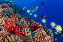 Slate pencil sea urchins (Heterocentrotus mammillatus) on coral reef with Pyramid butterflyfish (Hemitaurichthys polylepis), Hawaii.