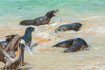 Galapagos sea lion (Zalophus wollebaeki) hunting cooperatively by driving Amberstripe scad fish (Decapterus moruadsi) from open sea to small cove, with Brown pelicans (Pelecanus urinator) and sharks o...