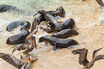 Galapagos sea lions (Zalophus wollebaeki) feeding on Amberstripe scad fish (Decapterus moruadsi) that they hunted cooperatively by driving from open sea to small cove, with Brown pelicans (Pelecanus u...