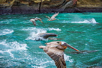 Galapagos sea lion (Zalophus wollebaeki) hunting cooperatively by driving Amberstripe scad fish (Decapterus moruadsi) from open sea to small cove, with Brown pelicans (Pelecanus urinator) opportunisti...