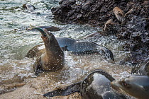 Galapagos sea lion (Zalophus wollebaeki) feeding. after hunting cooperatively by driving Amberstripe scad fish (Decapterus moruadsi) from open sea to small cove, Bainbridge Rocks, Santiago Island, Gal...