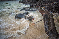 Aerial view of Galapagos sea lion (Zalophus wollebaeki) hunting cooperatively by driving Amberstripe scad fish (Decapterus moruadsi) from open sea to small cove, with Brown pelicans (Pelecanus urinato...