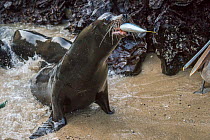 Galapagos sealion (Zalophus wollebaeki) feeding on Amberstripe scad fish (Decapterus moruadsi) that the sealions hunted cooperatively by driving from open sea to small cove, with Brown pelicans (Pelec...