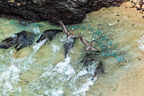 Aerial view of Galapagos sea lion (Zalophus wollebaeki) hunting cooperatively by driving Amberstripe scad fish (Decapterus moruadsi) from open sea to small cove, with Brown pelicans (Pelecanus urinato...