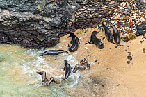 Aerial view of Galapagos sea lion (Zalophus wollebaeki) feeding on Amberstripe scad fish (Decapterus moruadsi) that they hunted cooperatively by driving from open sea to small cove, with Brown pelican...