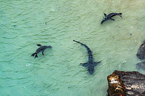 Aerial view of Galapagos sea lion (Zalophus wollebaeki) hunting cooperatively by driving Amberstripe scad fish (Decapterus moruadsi) from open sea to small cove, with Blacktip reef sharks (Carcharhinu...
