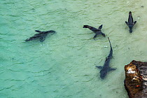 Aerial view of Galapagos sea lion (Zalophus wollebaeki) hunting cooperatively by driving Amberstripe scad fish (Decapterus moruadsi) from open sea to small cove, with Blacktip reef sharks (Carcharhinu...