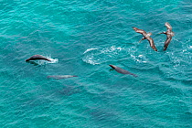 Galapagos sea lion (Zalophus wollebaeki) hunting cooperatively by driving Amberstripe scad fish (Decapterus moruadsi) from open sea to small cove, with Brown pelicans (Pelecanus urinator) following. B...