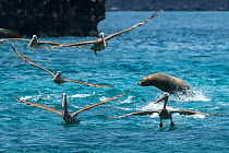 Galapagos sea lion (Zalophus wollebaeki) hunting cooperatively by driving Amberstripe scad fish (Decapterus moruadsi) from open sea to small cove, with Brown pelicans (Pelecanus urinator) opportunisti...