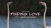 Happy Valentines Day - our gift to you, our 'Top 10 Tips for Finding Love (after a global pandemic)'.