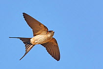 Red-rumped swallow (Hirundo daurica) in flight. Happy Island, China. May.