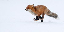 Red fox (Vulpes vulpes) running in snow. Kemijarvi, Finland. February.