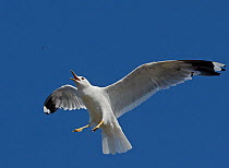 Common gull (Larus canus) catching an insect whilst flying. Uto, Finland. August.