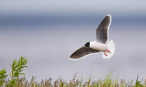 Little gull (Hydrocoloeus minutus) in flight. Vaala, Finland. June.
