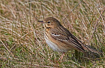 Tree pipit (Anthus trivialis) in grassland. Uto, Finland. May.