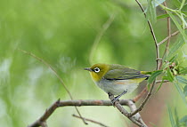 Chestnut-flanked white-eye (Zosterops erythropleurus) perched on branch. Happy Island, China.