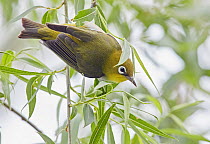 Chestnut-flanked white-eye (Zosterops erythropleurus) perched in tree. Happy Island, China.