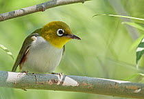 Chestnut-flanked white-eye (Zosterops erythropleurus) perched on branch. Happy Island, China.