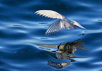 Arctic tern (Sterna paradisaea) in flight over water, multiple reflections in sea. Iceland. June.
