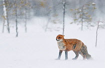 Red fox (Vulpes vulpes) standing in snowfall, trees in background. Kemijarvi, Finland. February.