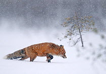 Red fox (Vulpes vulpes) walking through snow. Kemijarvi, Finland. February.
