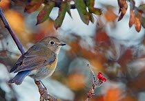 Red-flanked bluetail (Tarsiger cyanurus) male perched on branch. Uto, Finland. October.