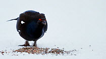 Black grouse (Lyrurus tetrix) male eating stones to aid food digestion in gizzard. Suomussalmi, Finland. February.