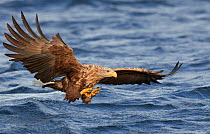 White-tailed eagle (Haliaeetus albicilla) in flight over sea. Norway. August.