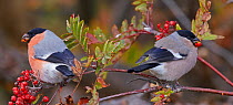 Bullfinch (Pyrrhula pyrrhula) pair feeding on Rowan (Sorbus sp) berries whilst perched in tree, looking in opposite directions. Uto, Finland. October.