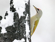 Grey-headed woodpecker (Picus canus) male on snow covered tree trunk. Kuhmo, Finland. February.