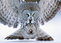 Great grey owl (Strix nebulosa) close up hunting in snow. Kuhmo, Finland. February.