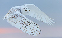 Snowy owl (Bubo scandiaca) female in flight. Canada. February.