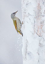 Grey-headed woodpecker (Picus canus) female pecking on snow covered tree trunk. Kuusamo, Finland. November.